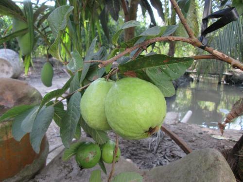 Mini Mekong Homestay In Ben Tre