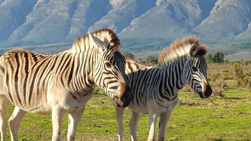 Agroturismo Fynbos Guest Farm
