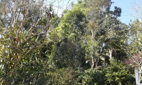 The Misty Guest House In Coorg