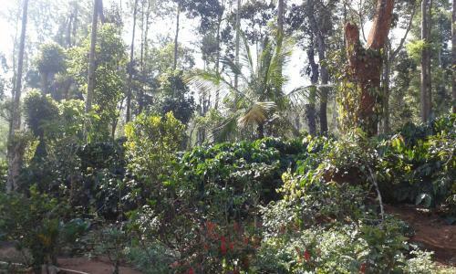 The Misty Guest House In Coorg