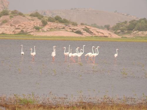 Aravali Nature Luxury Camp - Jawai