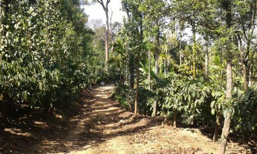 Deluxe Room Stay - Coorg Guest House