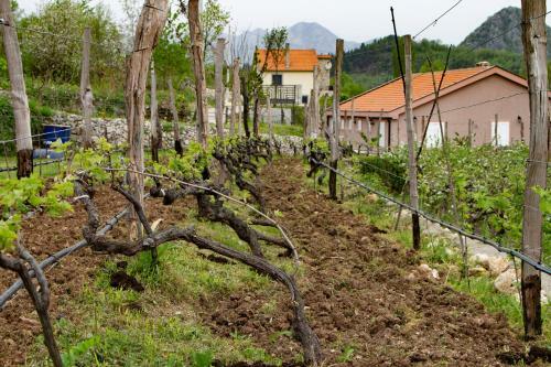 Hostal Guesthouse Djukanovic