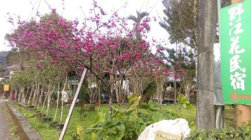 Bed & Breakfast Sun Moon Lake Wild Flower