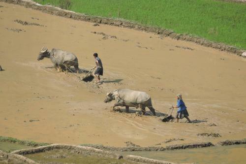Lodge Hello Mu Cang Chai Homestay
