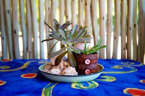 Hostal Kalahari Camelthorn Camping And B&B