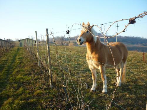 Agroturismo Wine Dreams Holiday Home