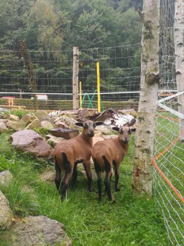 Hostal Willa Orle Gniazdo