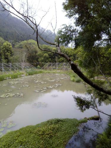 Lily Village