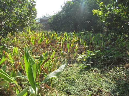 Hostal Vidya Konkan Agro Tourism