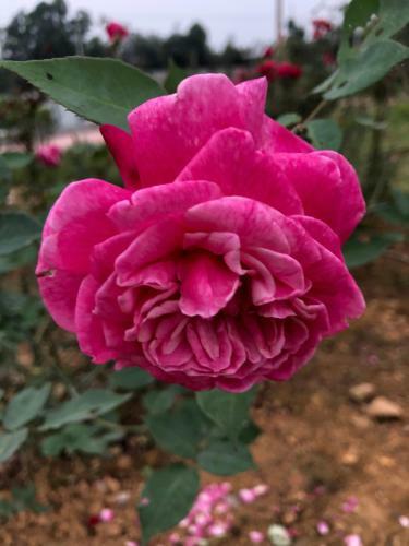 Villa Rose Garden