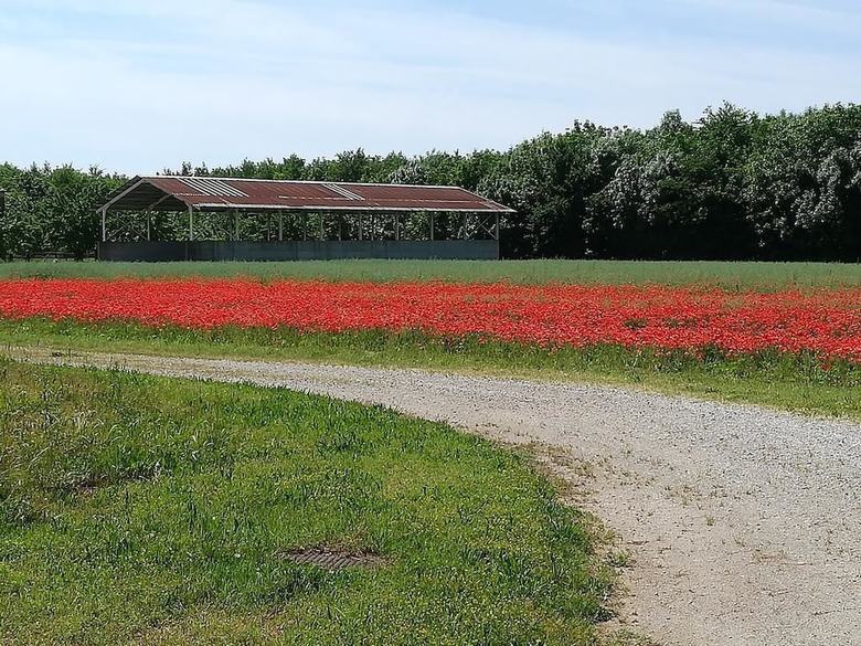 Agroturismo Agriturismo Ai Due Leoni