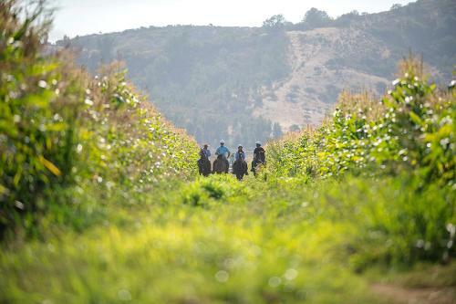 Agroturismo La Casona At Matetic Vineyards