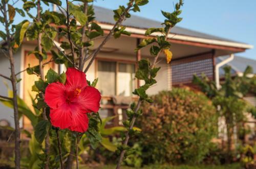 Lodge Hareswiss Easter Island Bungalows