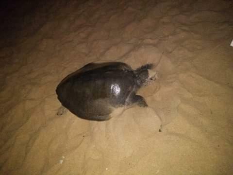 Hostal Villa De Silva