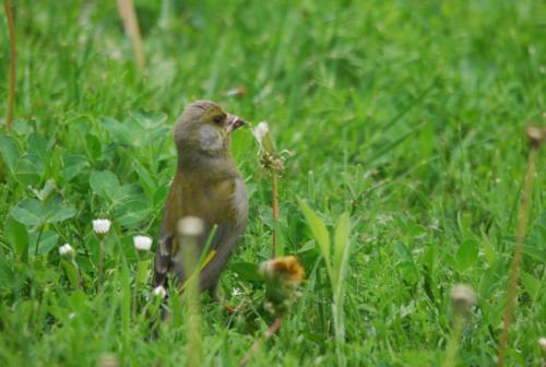 Hostal Ivanek Guest House
