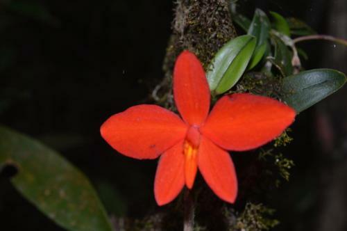 Lodge Chal�s Serrinha Do Papagaio