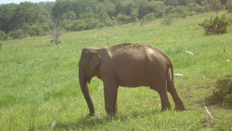 Heina Nature Resort & Yala Safari
