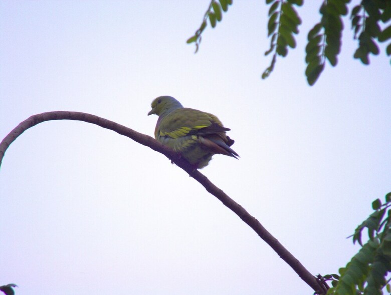 Heina Nature Resort & Yala Safari