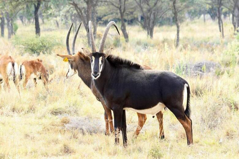 Hotel Lejwe La Metsi Game Farm Pty Ltd