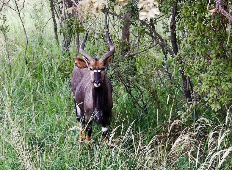 Hotel Lejwe La Metsi Game Farm Pty Ltd