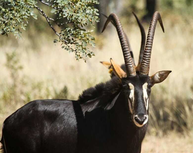 Hotel Lejwe La Metsi Game Farm Pty Ltd