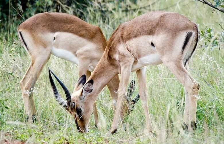 Hotel Lejwe La Metsi Game Farm Pty Ltd