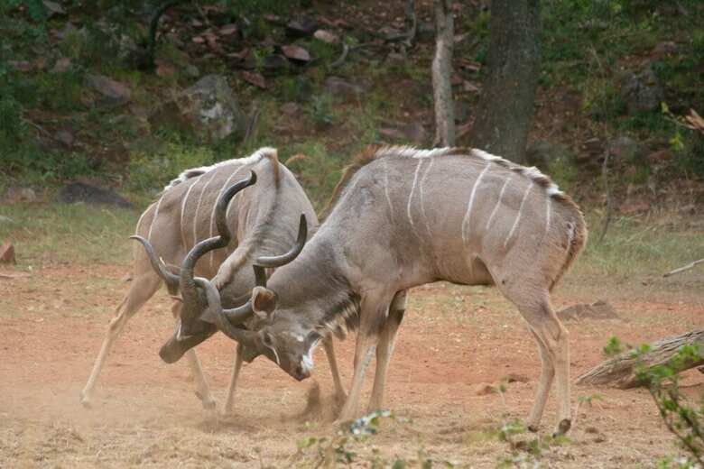 Hotel Lejwe La Metsi Game Farm Pty Ltd