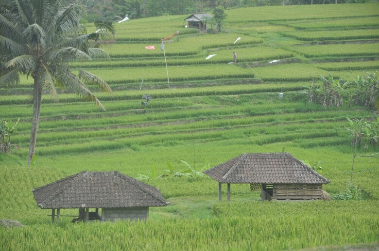 Hotel Tepi Sawah Lodge