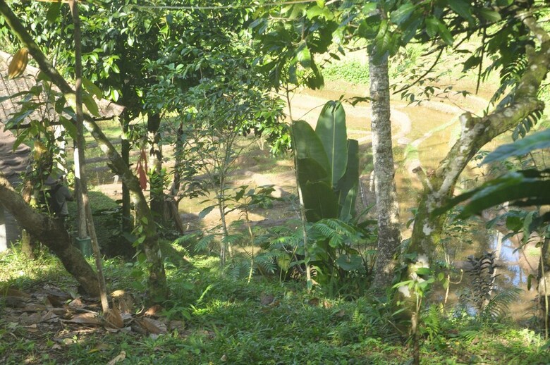 Hotel Tepi Sawah Lodge