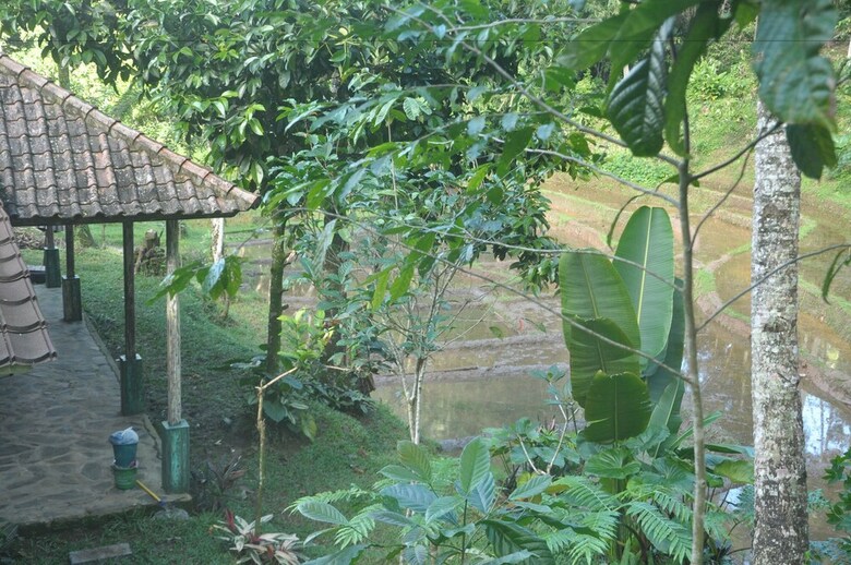 Hotel Tepi Sawah Lodge