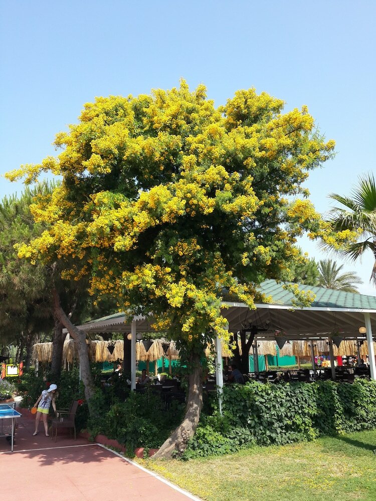 Club Turtas Beach Hotel - All Inclusive