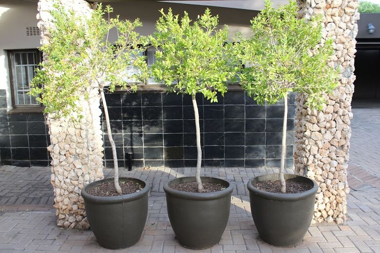 Hotel Cottonwood Guesthouse