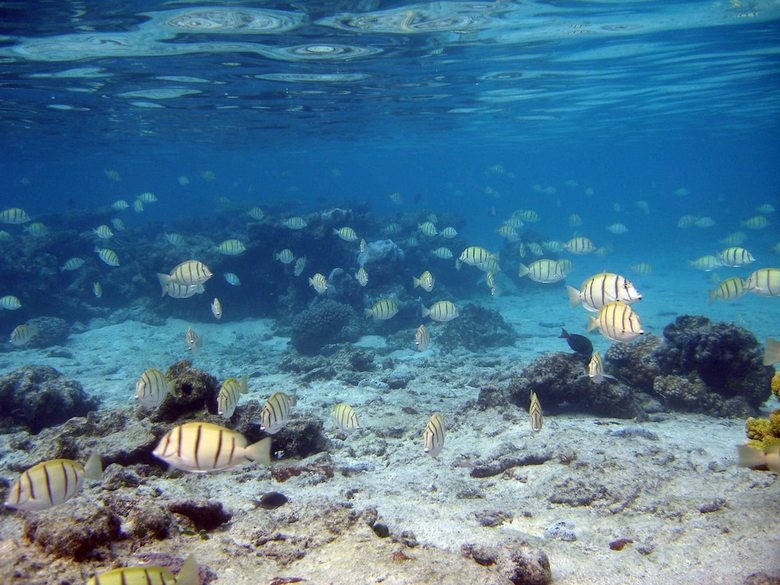 Tahiti Sail And Dive