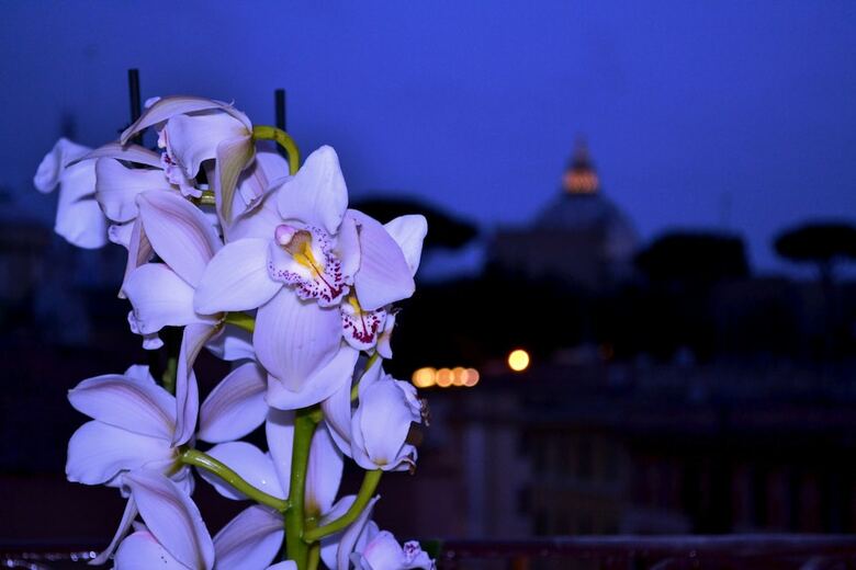 Apartamento Notti Al Vaticano Deluxe St.peter's Accommodation