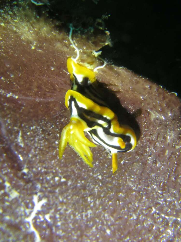 Posada Swahili Divers & Gecko Nature Lodge