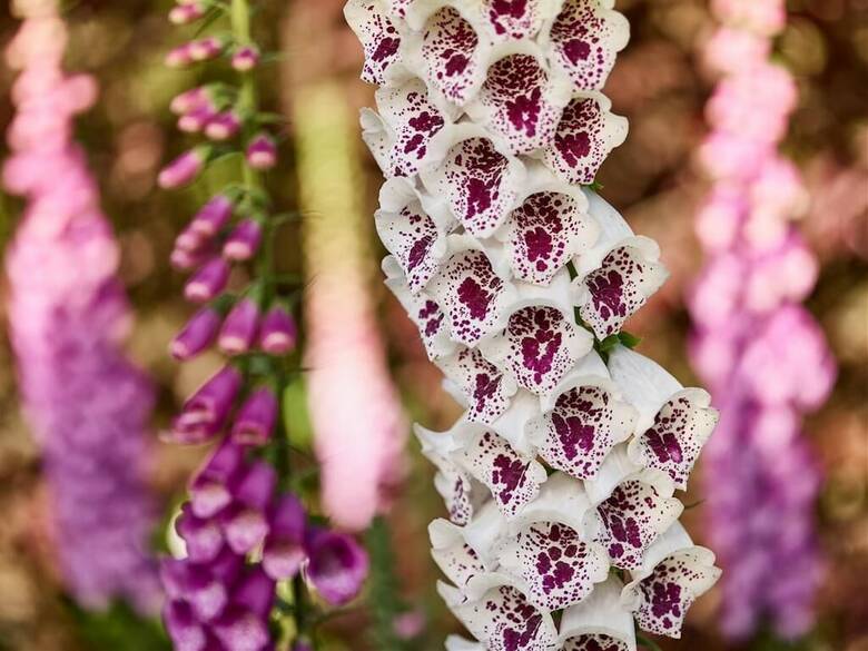 Bed & Breakfast Noyadd Trefawr