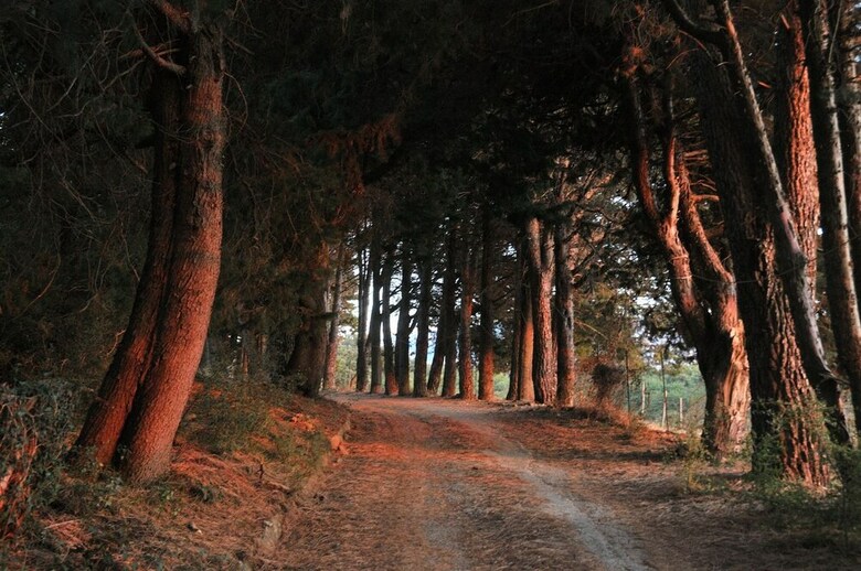 Agroturismo Agriturismo Bosco Pianetti