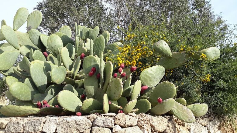 Hotel Masseria L'antico Frantoio