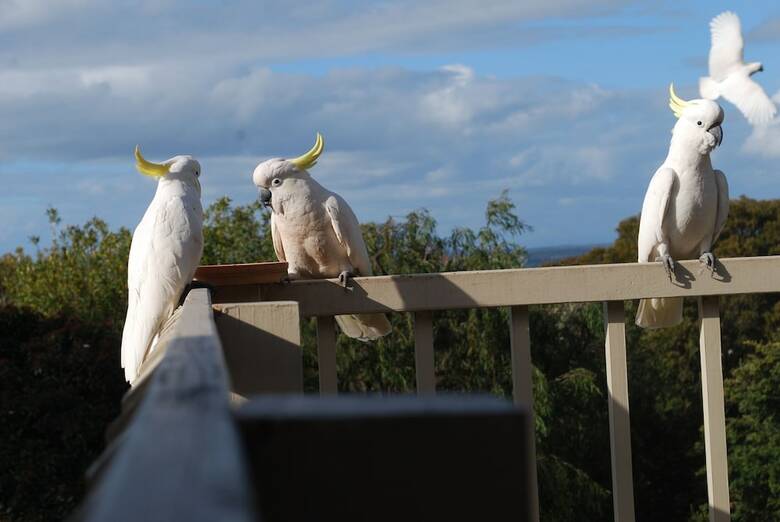 Jackson's Dromana