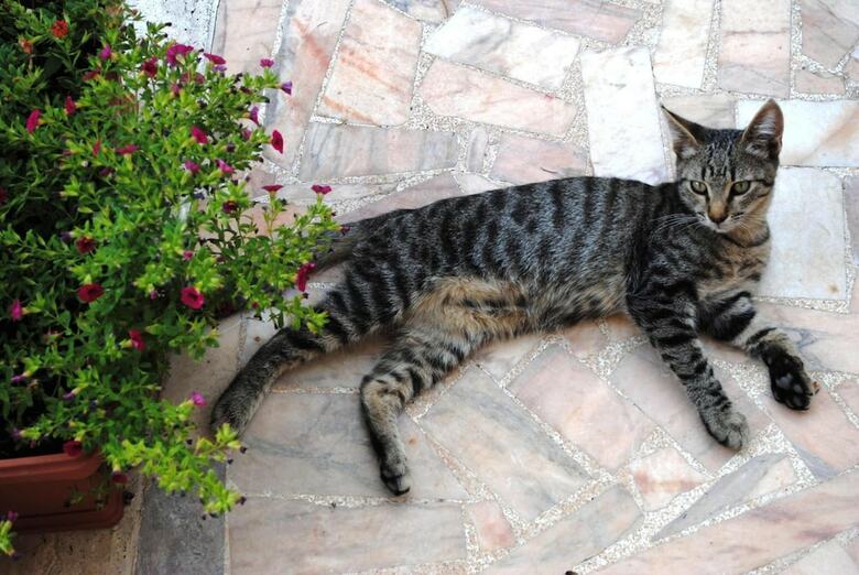 Bed & Breakfast Dimora Romano