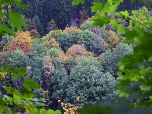 Spacious Holiday Home In Unterschonau Near Forest
