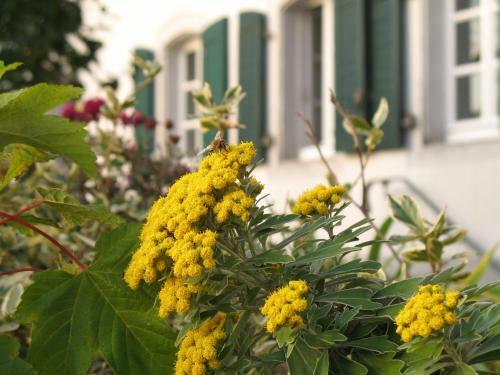 Hostal Rheinriver Guesthouse - Art Hotel
