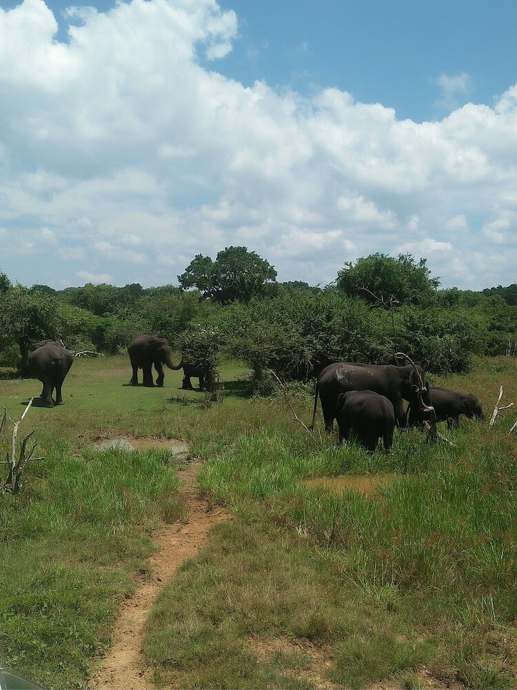 Hotel Nehansa Resort And Safari