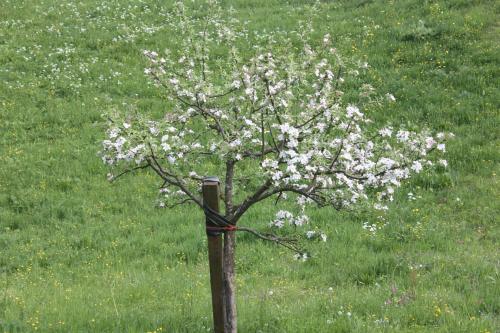 Apartamento Alpenferienwohnungen Wiesenlehen
