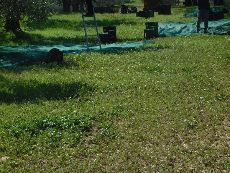Agroturismo Agriturismo Case Sgaraglino
