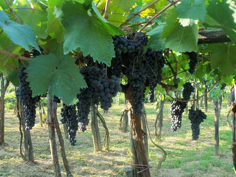 Agroturismo Agriturismo A Veggia Vigna