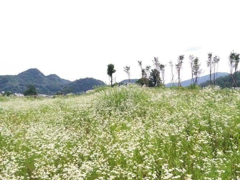 Posada Home Dream Inn
