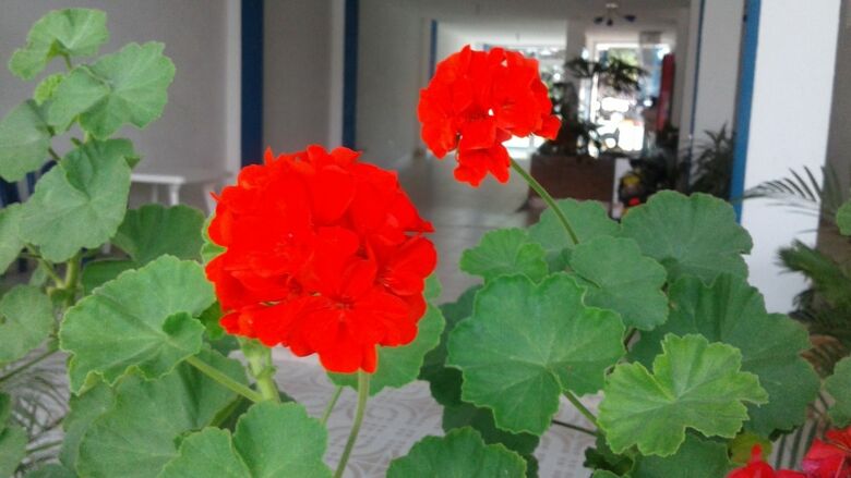 Hotel Orquidea Resort