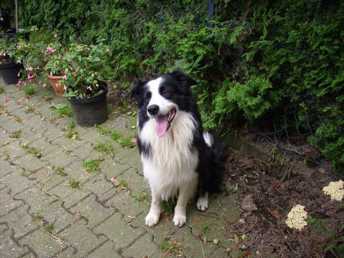 Agroturismo Willekes Bl�tenhof